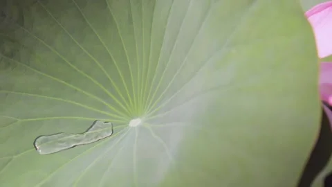 A drop of water on a Lotus leaf Stock Footage 309952301