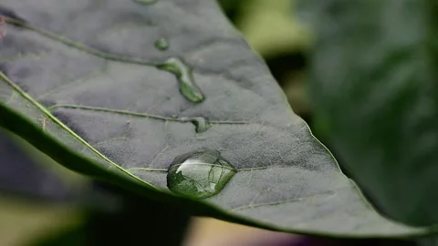 Drop of water moves on a leaf Stock Footage 135511274