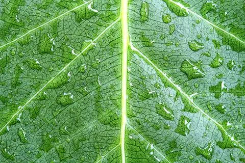 Drop of water from Pho leaf. Stock Photos