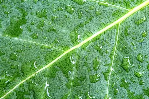 Drop of water from Pho leaf. Stock Photos