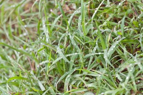 Drop of water Stock Photos