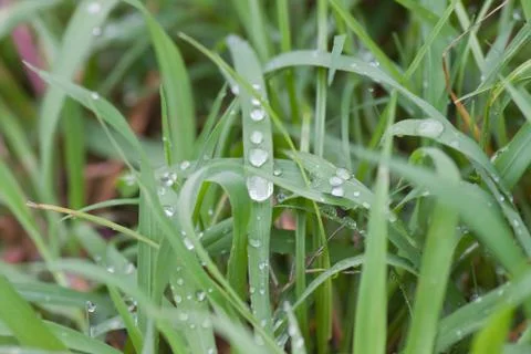 Drop of water Stock Photos