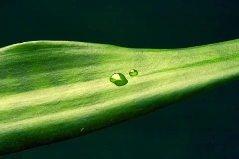 Drop of water Stock Photos