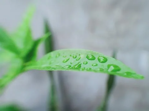 Drop Water Stock Photos
