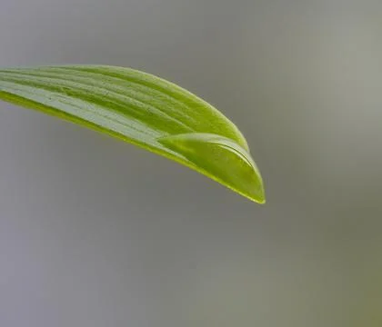 A drop of water Stock Photos