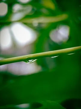 Drop of water Stock Photos
