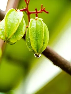 Drop of water Stock Photos