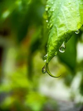 Drop of water Stock Photos