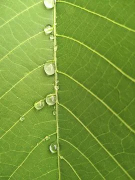 A drop of water Stock Photos