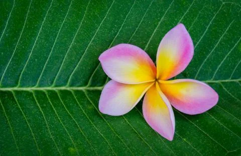 Drop of water on plumeria Stock Photos