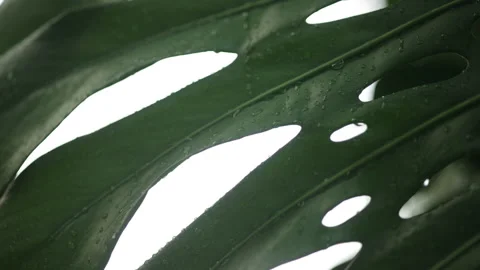 Drop of water from the rain on monstera tree. Beautiful nature biology. Stock Footage 232648912