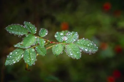 Drop of water on rose leaf of tree in the morning. Foto stock