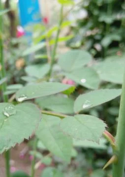 A Drop Of Water On Rose Tree Leaf Stock Photos