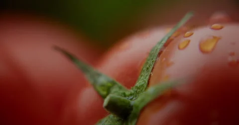 Drop of water running down a red macro tomato 스톡 동영상 310957198