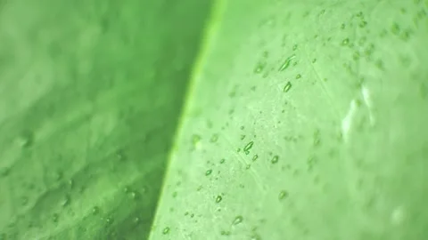 A drop of water runs down on a leaf, close-up. 4K Stock Footage 202283808