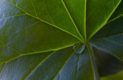 A drop of water on a sheet of geranium. Stock Photos
