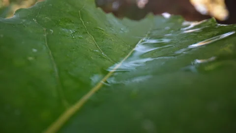 Drop of water sliding on a large leaf in jungle, close up, fg01 Stock Footage 254164750
