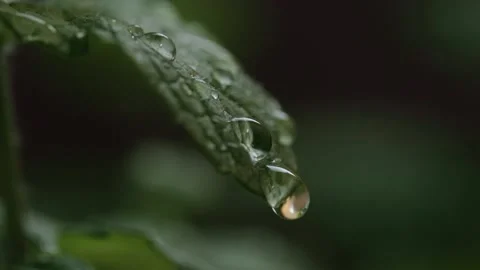 A drop of water slowly falls down a mint leaf Stock Footage 132517113
