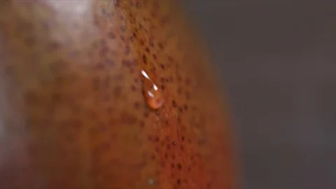 Drop of Water Slowly runs down a Mango Extreme Closeup No. 1 動画素材 99163802