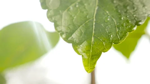 A drop of water on the tip of a green leaf. Slow motion. Close-up Stock Footage 127701118