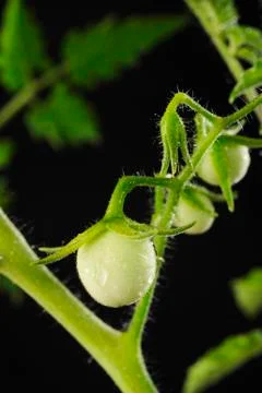 Drop water on tomato tree Stock Photos