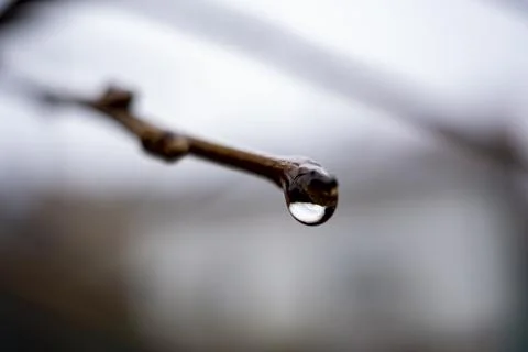A drop of water on the tree branches in the park Stock Photos
