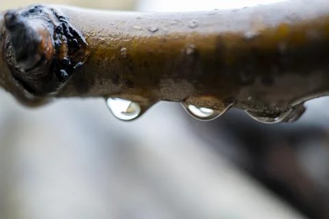 A drop of water on the tree branches in the park Stock Photos