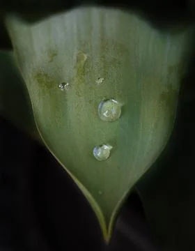 Drop of water on tulip leaf Stock Photos