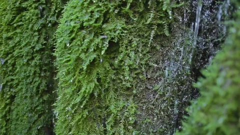 Drop in the waterfalls, creek, river,  drop on musk, drops of water descending Video stock 83044053