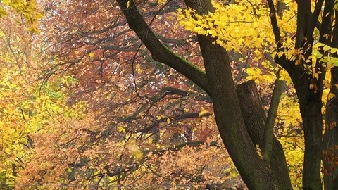 Drop of yellow leaves Stock Footage 82827885