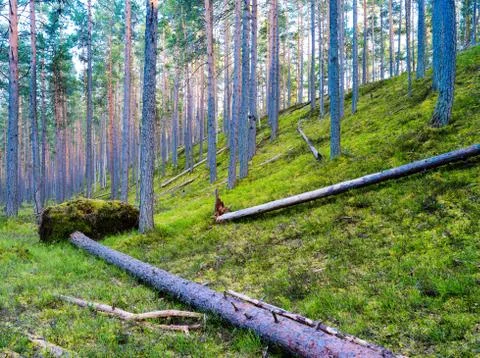 Droped tree in wild forest vivid landscape Foto stock