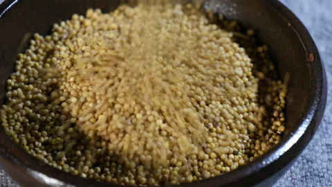 Droping fresh Millets on a bowl 库存影片 162626103