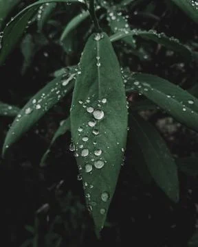 Droplet covered leaf Stock Photos