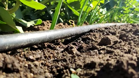 Droplet Dance: Close-up Drip Irrigation in Slow Motion Video stock 252171979