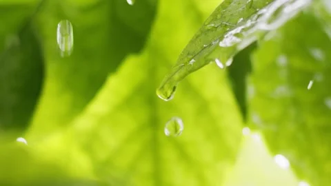 Droplet falling from fresh green leaf. Nature in the rain. Wet summer green 스톡 동영상 154473871