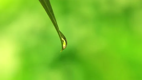 Droplet Falling from Fresh Green Leaf LOOPED 4k Stock Footage 161233344