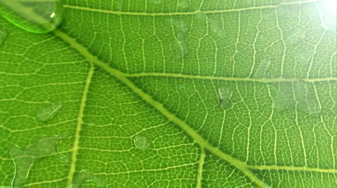 Droplet on The Leaf Stock Footage 4891691