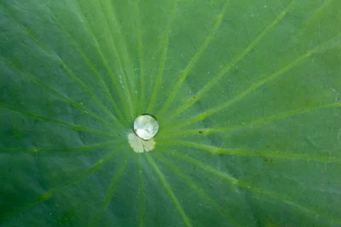 Droplet on the leaf Stock Photos