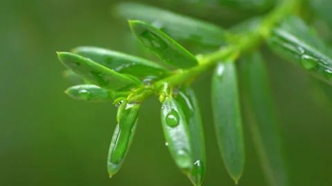 Droplet on the leaf in the rainy day Stock Footage 157565351