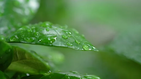 Droplet on the leaf in the rainy day Vídeos de archivo 157565831