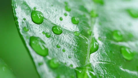 Droplet on the leaf in the rainy day 動画素材 157566907
