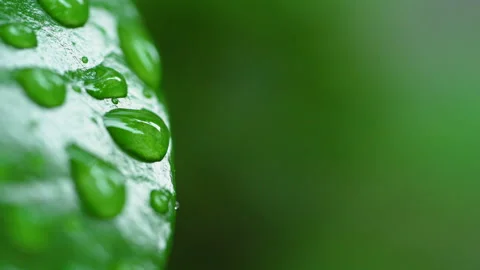 Droplet on the leaf in the rainy day Vídeos de archivo 157567228