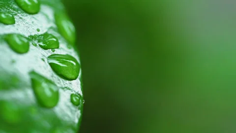Droplet on the leaf in the rainy day Vídeos de archivo 157567450