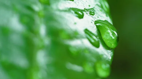 Droplet on the leaf in the rainy day Vídeos de archivo 157567466