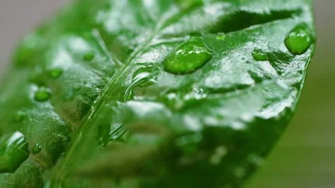 Droplet on the leaf in the rainy day Vídeos de archivo 157567565