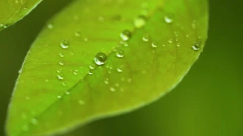 Droplet on the leaf in the rainy day Vídeos de archivo 157567982