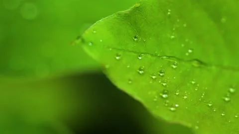 Droplet on the leaf in the rainy day Vídeos de archivo 157568467