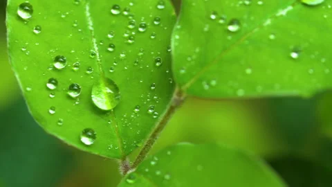 Droplet on the leaf in the rainy day Vídeos de archivo 157568495