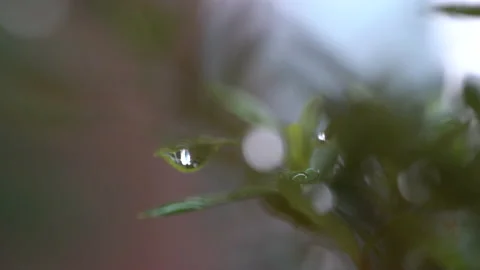 Droplet on the leaf in the rainy day Stock Footage 157576207