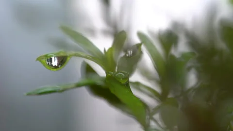 Droplet on the leaf in the rainy day Stock Footage 157576530
